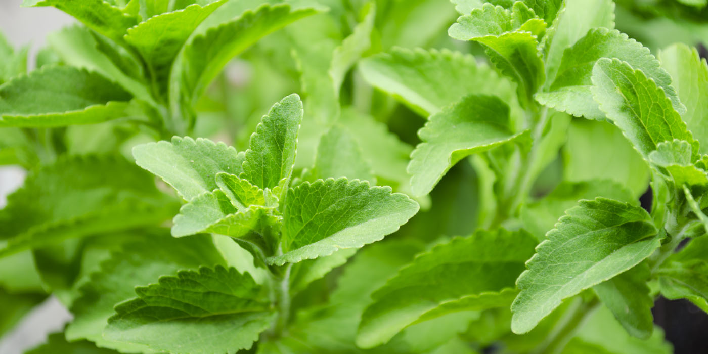 Stevia