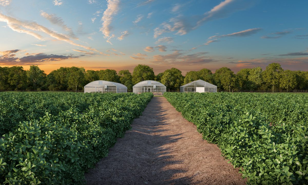 Splenda Stevia Farms Greenhouses