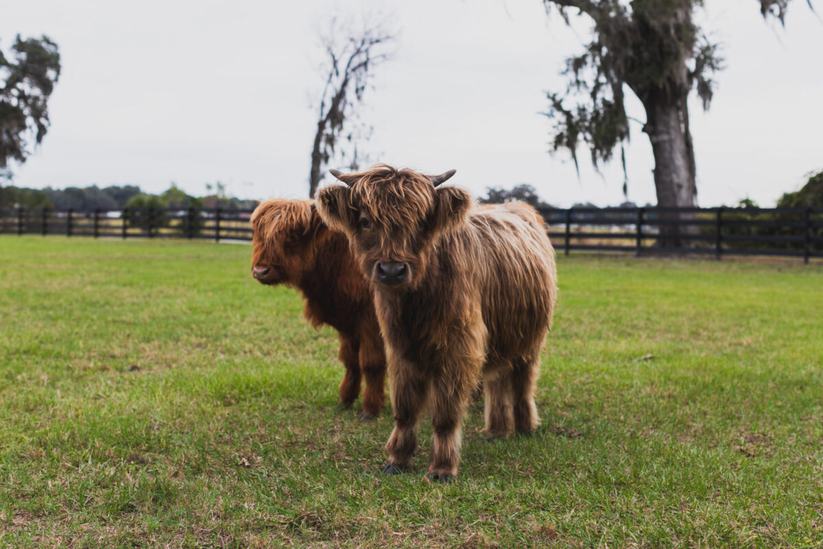 two cows standing in a field