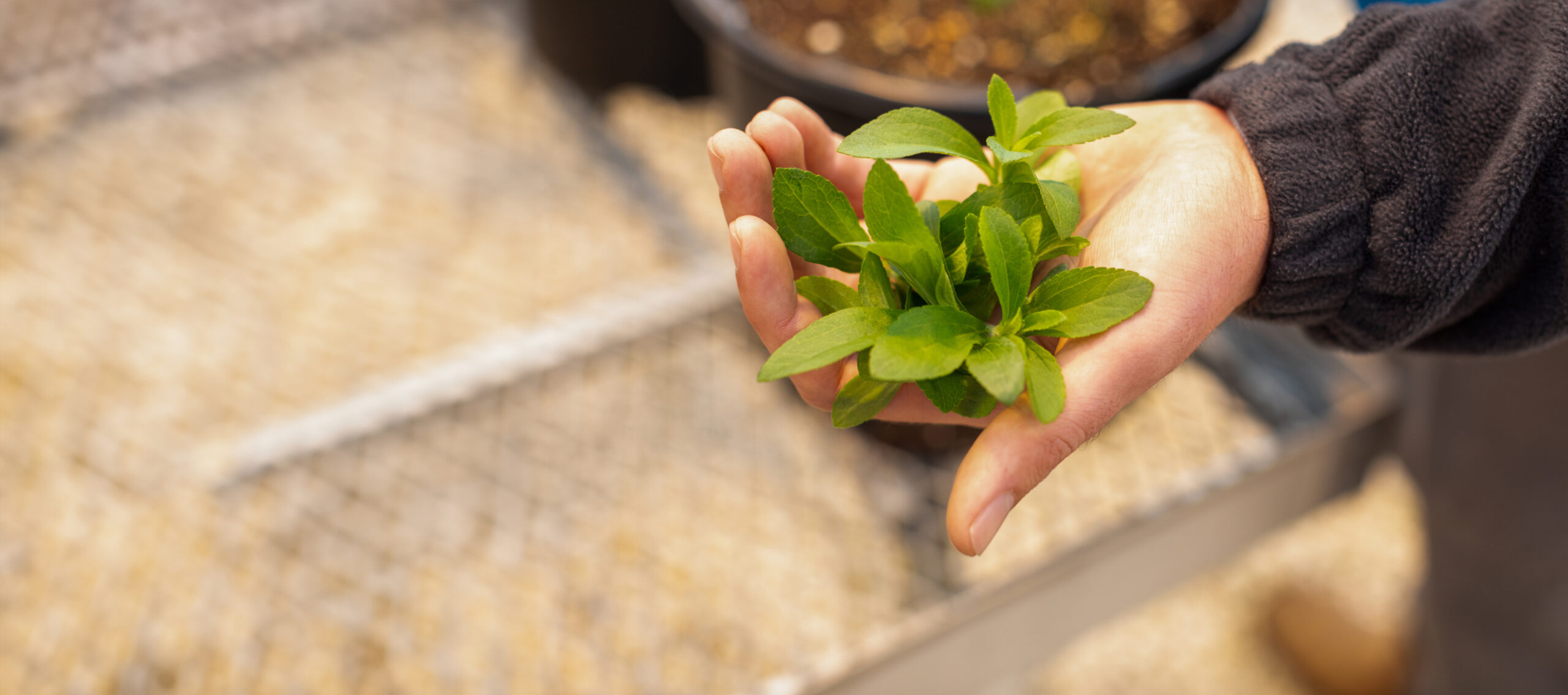 hand holding stevia plant