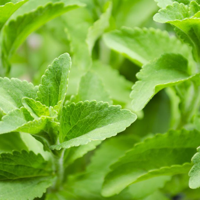 Stevia